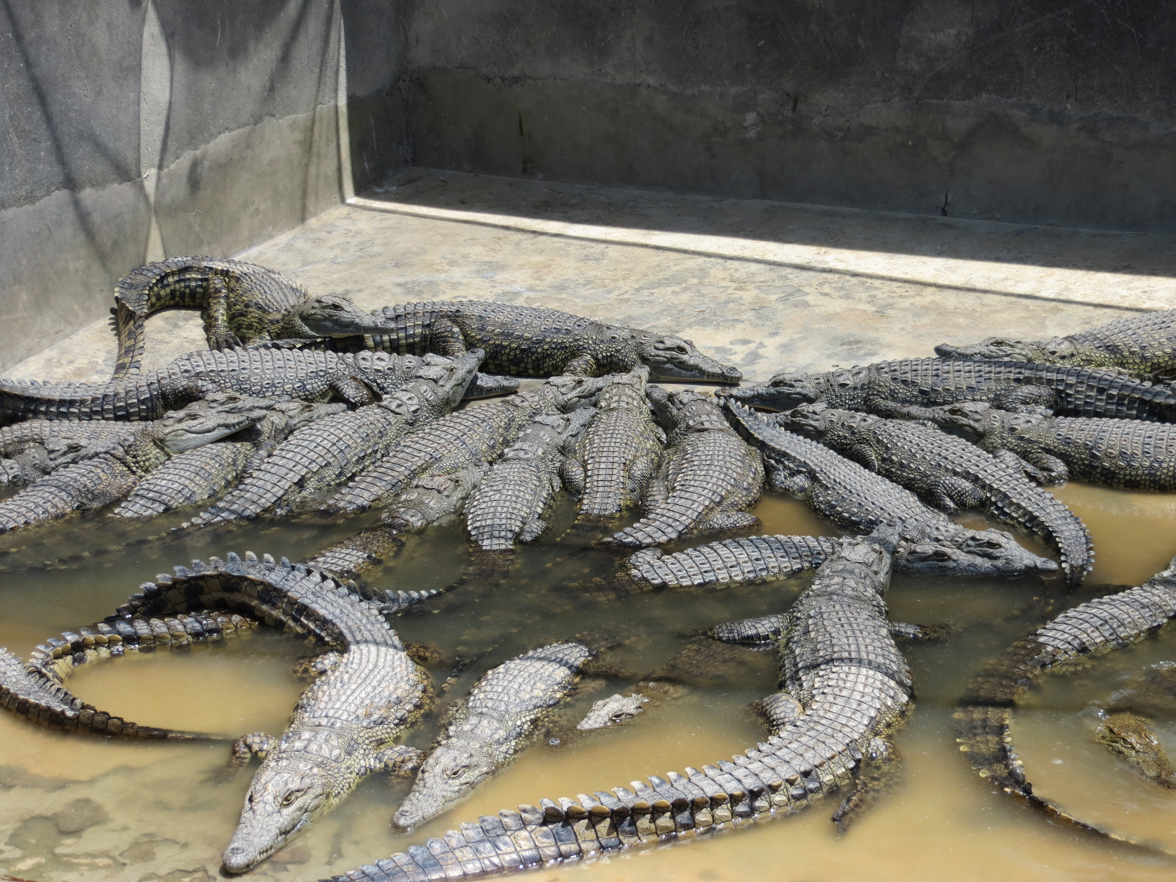 hermes crocodile farm